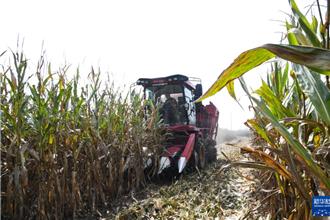 「應賠盡賠」助農 陸秋糧災損理賠加速：已賠60億 