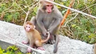 台灣獼猴頻入侵農村釀衝突 農業部：不處理5年內進市區