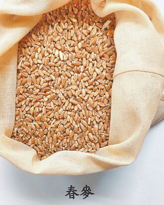 美春麦毒素超标 1228公吨销毁