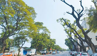 高雄 楠梓林蔭大道變斷頭樹 惹議