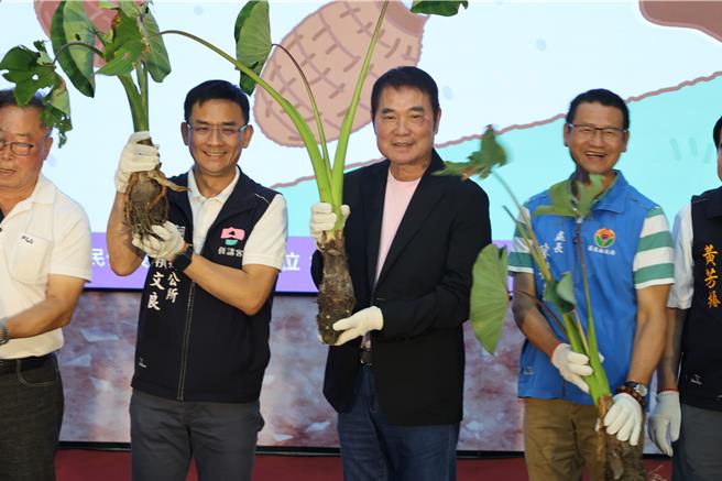苗栗县铜锣乡中平村近年以栽植槟榔心芋头着称，秋季正是芋头收成季节，苗栗县长锺东锦在15日启动仪式上欢迎各地民眾同来铜锣尝芋头。（谢明俊摄）