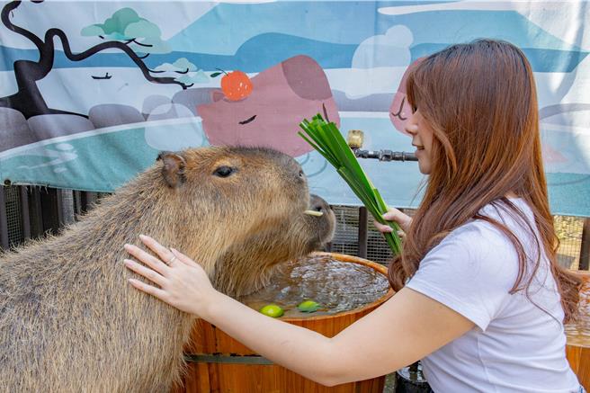 旅客可近距离与羊驼、水豚等萌宠互动。（宜兰绿舞国际观光饭店提供）