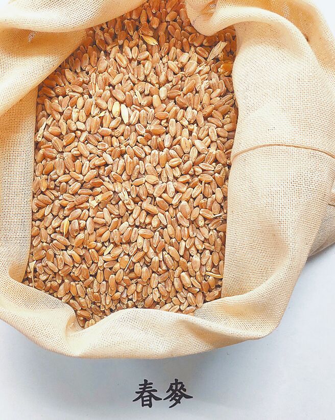 食药署14日公布边境检验不符合食品资讯，一批重量1228公吨的美国进口春麦，被验出真菌毒素超标，依规定须在边境退运或销毁。(食药署提供／王家瑜台北传真）