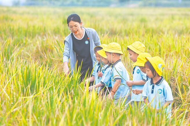 大陆官员称，已建成四级粮食应急预案体系，建设京津冀、长三角、粤港澳、成渝、华中、西北、东北等7个区域粮食应急保障中心。图为浙江湖州的稻田。（新华社）