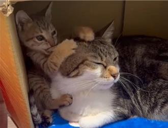 小小喵星人深陷3米深水溝 動保員自製捕貓網助脫困