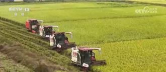 陸秋糧收穫過6成 黑龍江「釐米級精度收割」成亮點