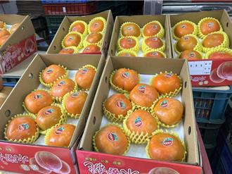 甜度上看15度！桃園復興甜柿結合夜間觀光行銷