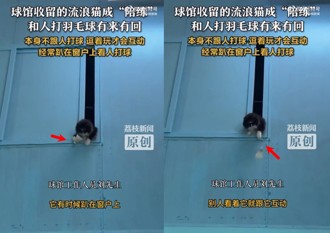 羽球回擊神貓爆紅！ 球館善心收養意外成攬客吉祥物