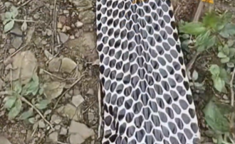 「3米眼鏡蛇王蛇皮」比手掌寬！ 陸網嚇傻：看到都腿軟