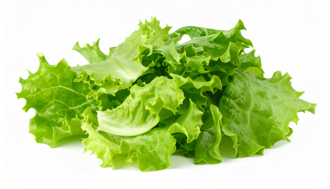 最強生菜 萵苣清炒、生吃兩相宜 一圖看懂家族差異