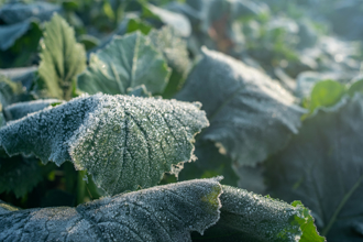 「霜降」藏轉機 4生肖沉默布局後崛起
