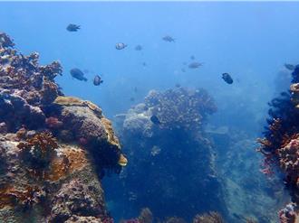 墾丁海域「陰陽海」初步監測結果出爐 墾管處：持續監測生態變化