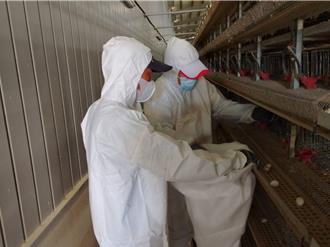 屏東今年首例！鹽埔鵪鶉場確診H5N1 近12萬隻全撲殺