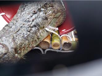 驚險！3米長河口鱷突現立院門口 飼主欲野放抗議禁養政策