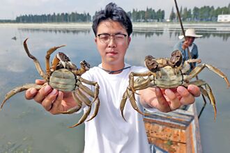 蟹季淘金 挑蟹师月入达85K