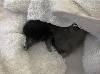 屏东海生馆喜迎企鹅新成员 毛茸茸「极地宝宝」萌样曝