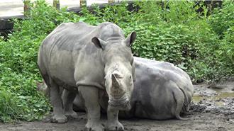 白犀牛「犀慧」在台北動物園猝逝 曾翻滾抽蓄 死因待查