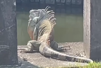 不是AI！排水沟惊见「史前级绿鬣蜥」 超巨体型吓坏民眾