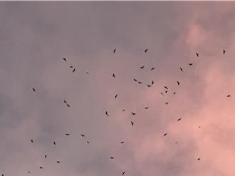 直擊墾丁「鷹海」奇觀 赤腹鷹破40萬隻 刷新30年紀錄