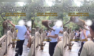 功夫獼猴！男遊客黔靈山挑釁　慘遭「齊天大聖」飛踹教訓