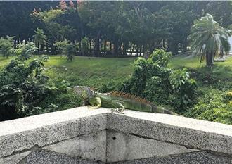 3年前首現蹤！綠鬣蜥再現綠島 專家：不排除人為棄養