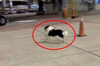 影》边境牧羊犬意外脱逃大闹桃机　机坪狂奔画面曝！