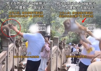 猴哥遭打巴掌當場飛踢回擊 網友：真當牠吃素的