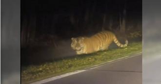 男深夜山上遇野生东北虎  急喊：本地的！结局超展开