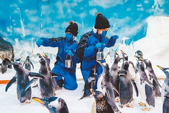 屏东海生馆添喜 企鹅宝宝报到