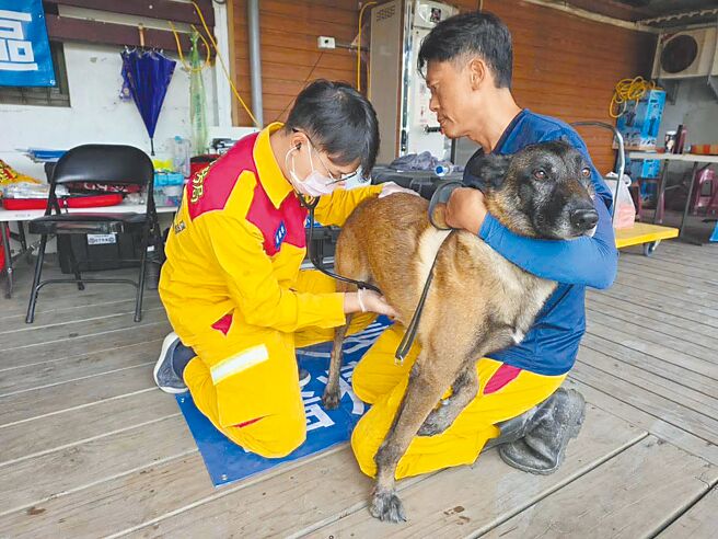 高市议员指出，高市搜救犬共12只，是六都最多，年预算却仅56万元，是六都倒数第2名，呼吁市府体恤搜救犬辛劳，编列足够经费；高市府回应，将机动性增加预算。（高市消防局提供／纪爰高雄传真）