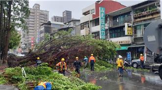 北市昌吉街路樹無預警倒塌  雙向交通癱瘓