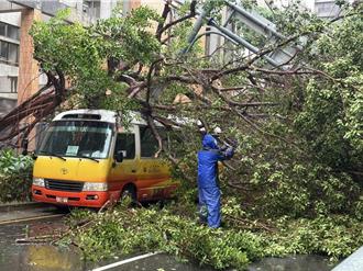 東門國小旁路樹突倒塌 無辜小型巴士慘遭壓損