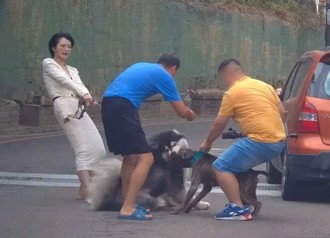 小模爱犬「闷闷」无辜遭狠咬　比特犬饲主最高恐罚61.5万
