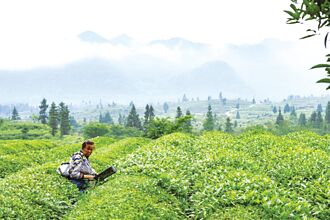 貴州抹茶 全球第二大