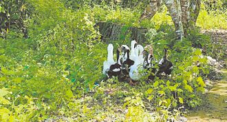 爺嬤捨身護童 更生人救鴨續愛