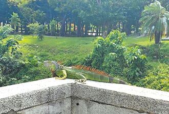 時隔3年 綠鬣蜥再現蹤綠島