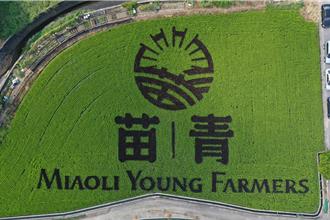 苗栗青農10周年慶 藺草博物館前稻田彩繪吸睛