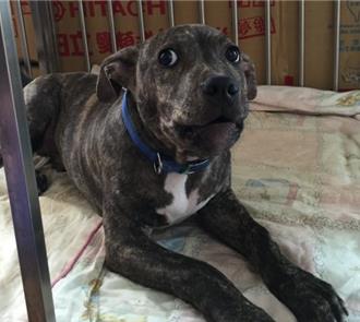 咬傷竹北模特兒愛犬　比特犬、飼主下場出爐