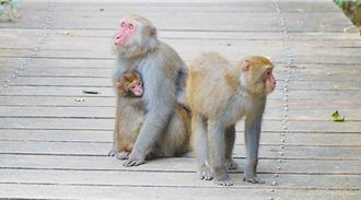 台灣獼猴闖淡水攤商搶香蕉 議員促建「猴出沒」熱區地圖