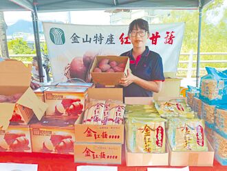 政策奏效 金山甘藷產量增4成