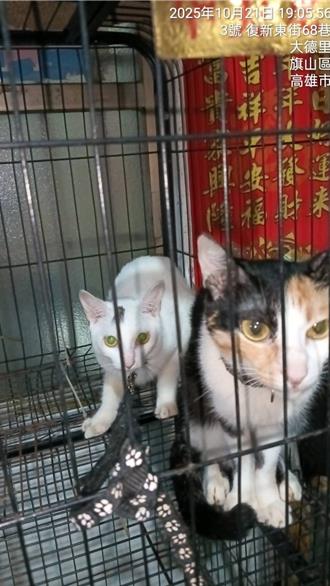 高雄旗山知名碗粿店疑虐貓　動保處帶回3貓觀察並裁罰