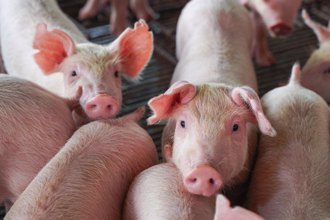 非洲豬瘟侵台 會傳染給人嗎？吃下肚後會糞便傳播？QA一次看 