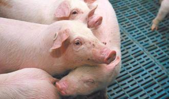 鄰近台中爆非洲豬瘟 彰化縣禁廚餘養豬、強化豬場巡查