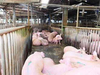 圍堵非洲豬瘟！雲林啟動緊急應變會議 全面禁廚餘養豬