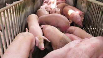 出現疑似非洲豬瘟案例 竹市：1萬頭豬隻「未染疫」