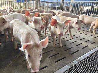 台湾爆首例本土非洲猪瘟 学者：国际案例9成源自厨余