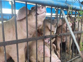 屏東豬農如臨大敵！黑豬產業鏈恐遭重創 靜待「5天大限」