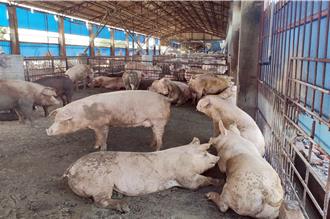 全台第2大養豬縣戒備！屏東急啟動「10大應變」