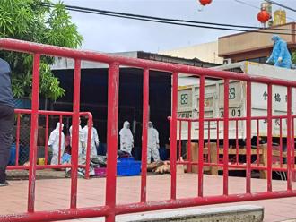 台中畜牧场染非洲猪瘟300头全灭 老农损失200多万：不养了