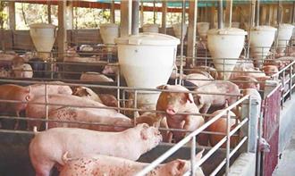 非洲豬瘟攻台 醫：不會感染人 但衝擊供應鏈與社會信任